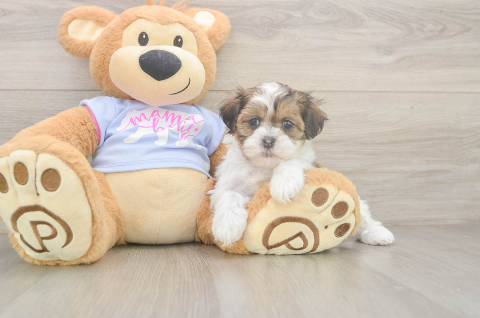 6 week old Teddy Bear Puppy For Sale - Seaside Pups