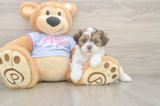 Best Teddy Bear Baby