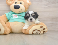 7 week old Teddy Bear Puppy For Sale - Seaside Pups