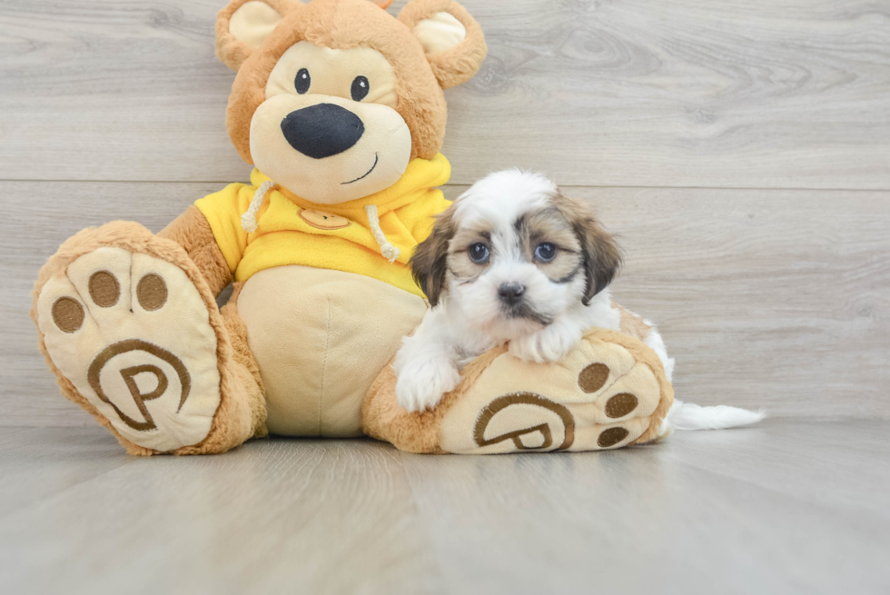 Teddy Bear Puppy for Adoption