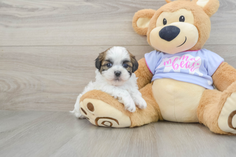 6 week old Teddy Bear Puppy For Sale - Seaside Pups