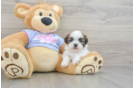 Petite Teddy Bear Designer Pup