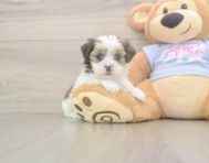 6 week old Teddy Bear Puppy For Sale - Seaside Pups