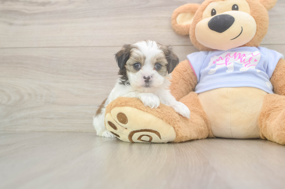 6 week old Teddy Bear Puppy For Sale - Seaside Pups