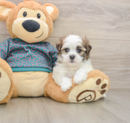7 week old Teddy Bear Puppy For Sale - Seaside Pups