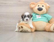 7 week old Teddy Bear Puppy For Sale - Seaside Pups