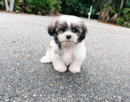 9 week old Teddy Bear Puppy For Sale - Seaside Pups