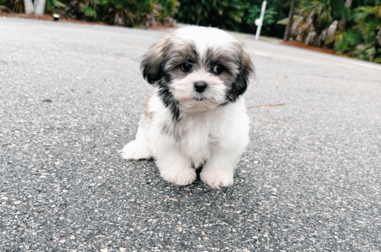 Cute Shi Chon Designer Puppy