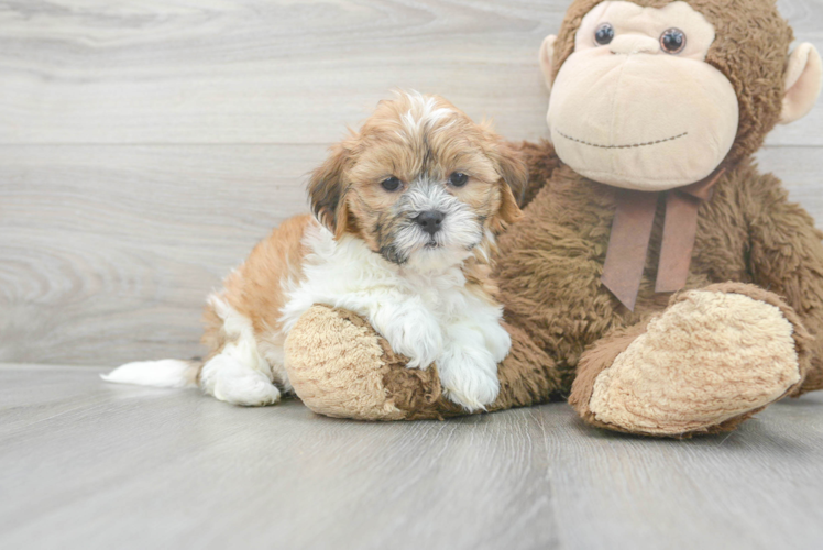 Playful Shi Chon Designer Puppy