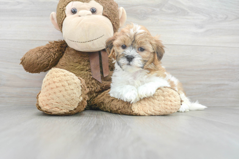 Best Teddy Bear Baby