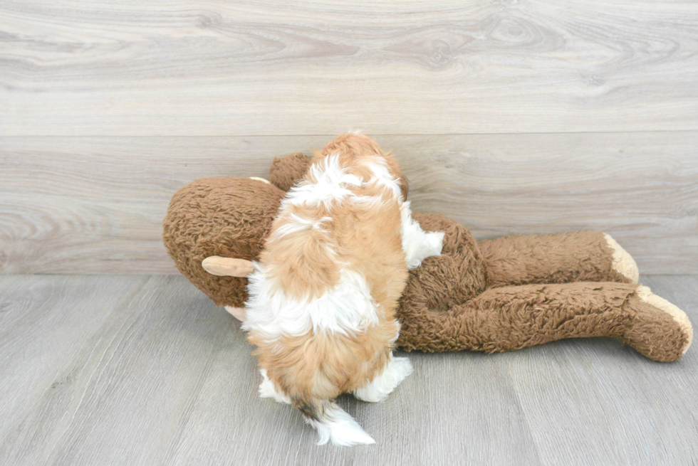 Cute Teddy Bear Baby