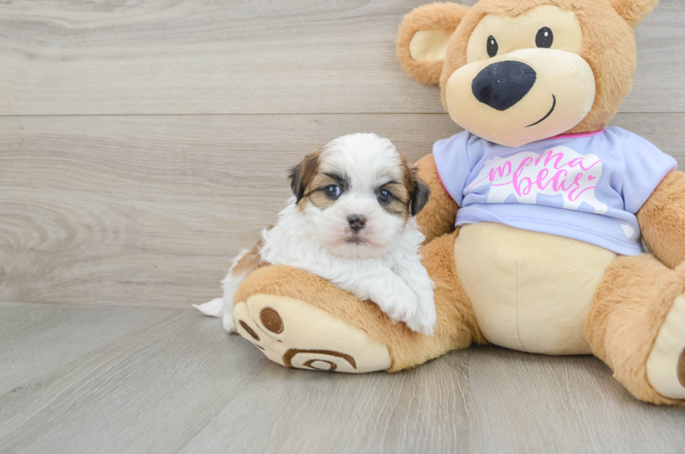 6 week old Teddy Bear Puppy For Sale - Seaside Pups