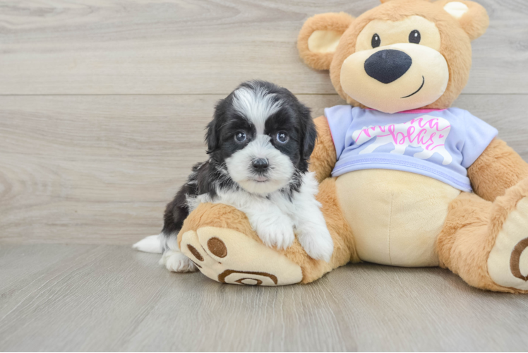 Playful Shi Chon Designer Puppy