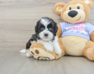 6 week old Teddy Bear Puppy For Sale - Seaside Pups
