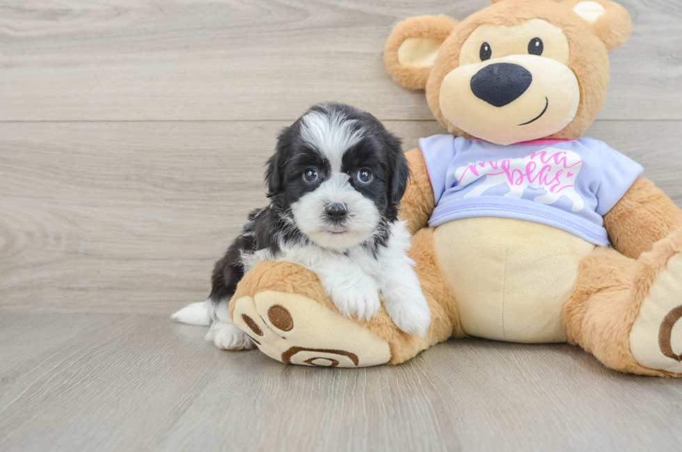 7 week old Teddy Bear Puppy For Sale - Seaside Pups