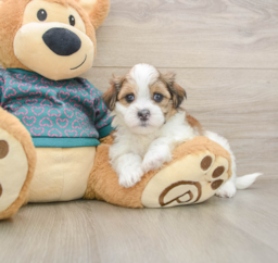 6 week old Teddy Bear Puppy For Sale - Seaside Pups