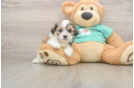 Cute Teddy Bear Baby