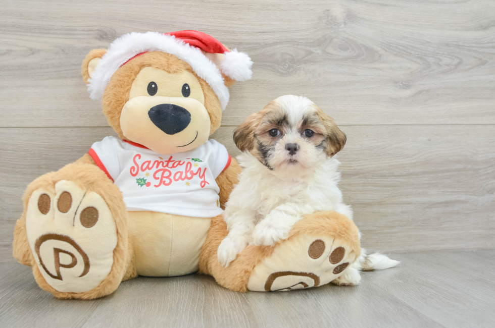 6 week old Teddy Bear Puppy For Sale - Seaside Pups