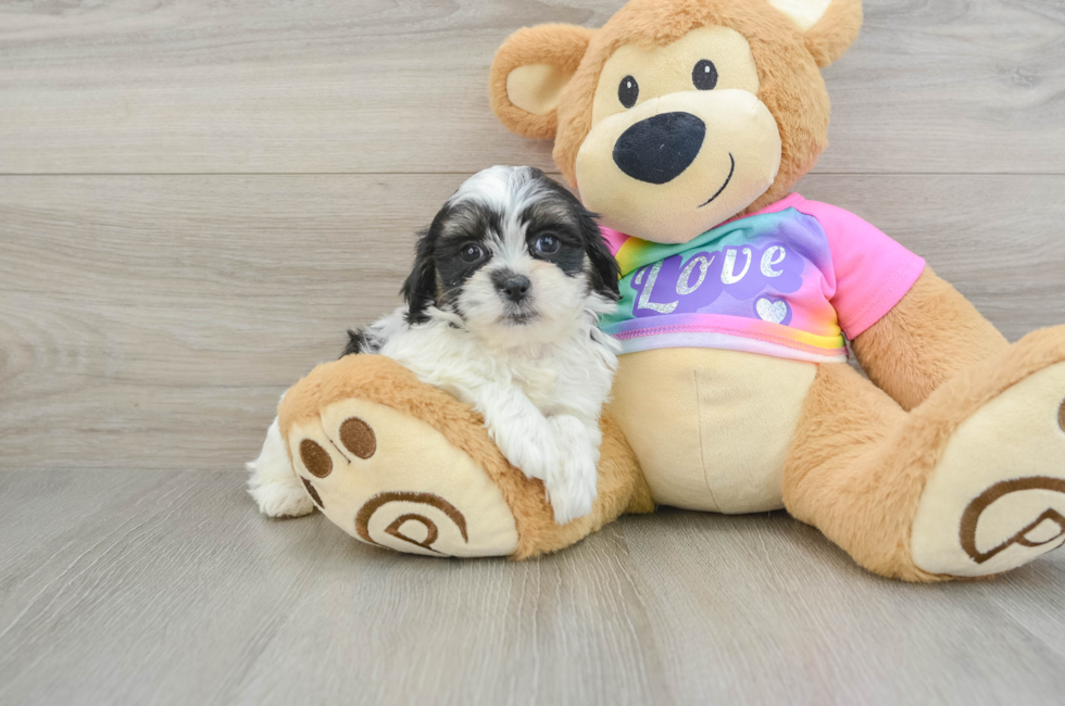 6 week old Teddy Bear Puppy For Sale - Seaside Pups