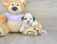 6 week old Teddy Bear Puppy For Sale - Seaside Pups