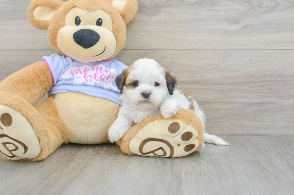 6 week old Teddy Bear Puppy For Sale - Seaside Pups