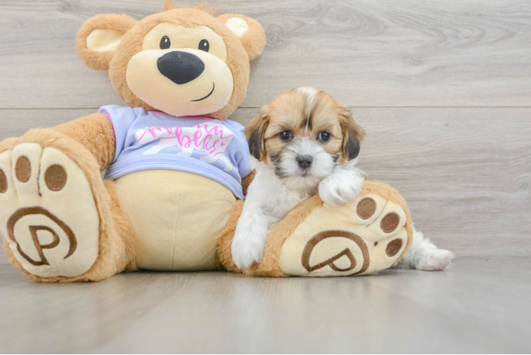 Best Teddy Bear Baby