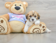 6 week old Teddy Bear Puppy For Sale - Seaside Pups