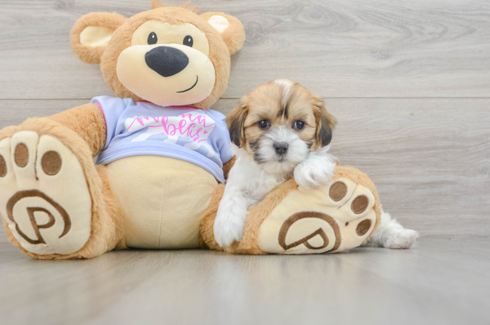 7 week old Teddy Bear Puppy For Sale - Seaside Pups
