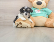 7 week old Teddy Bear Puppy For Sale - Seaside Pups