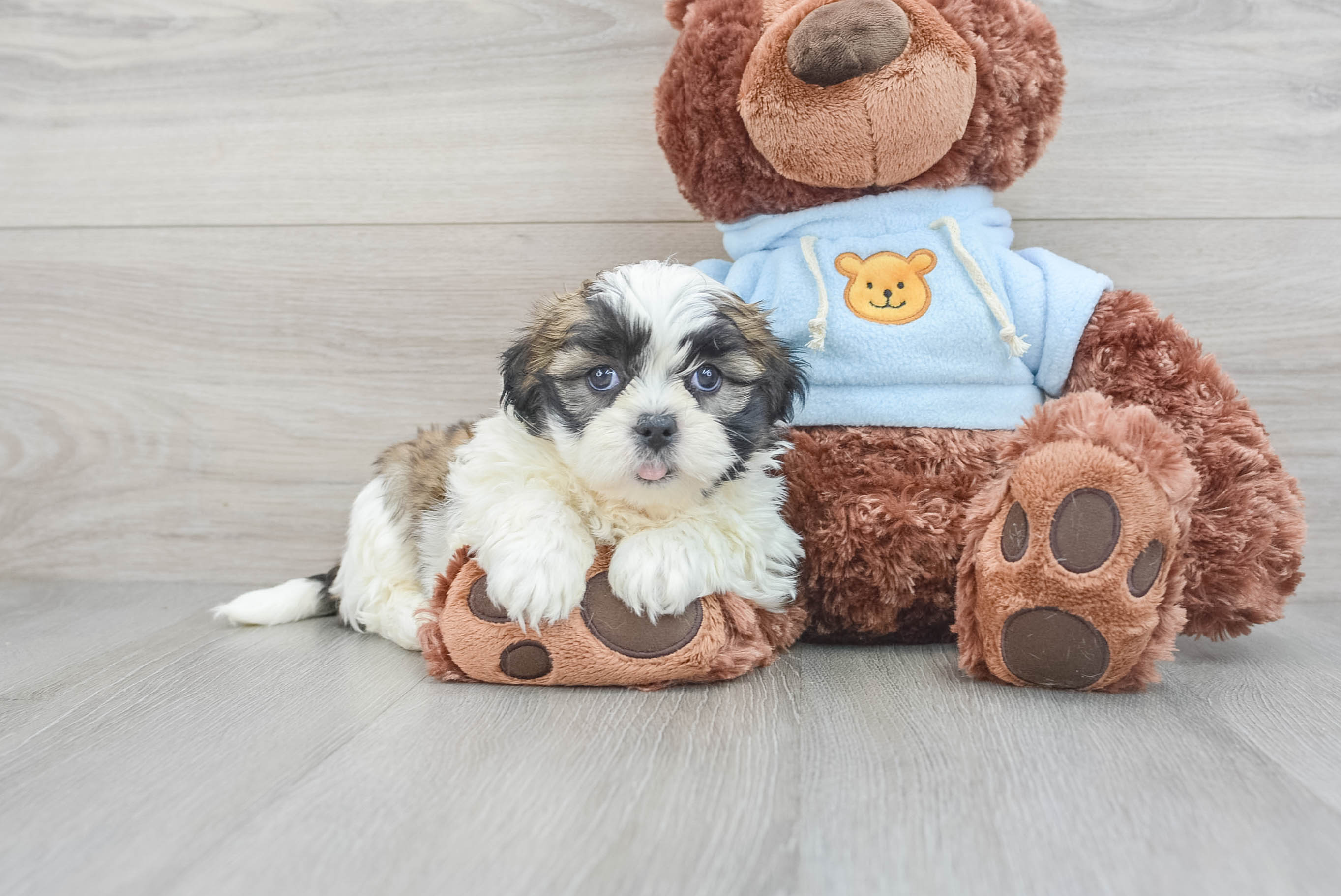 Baby teddy outlet bear dog