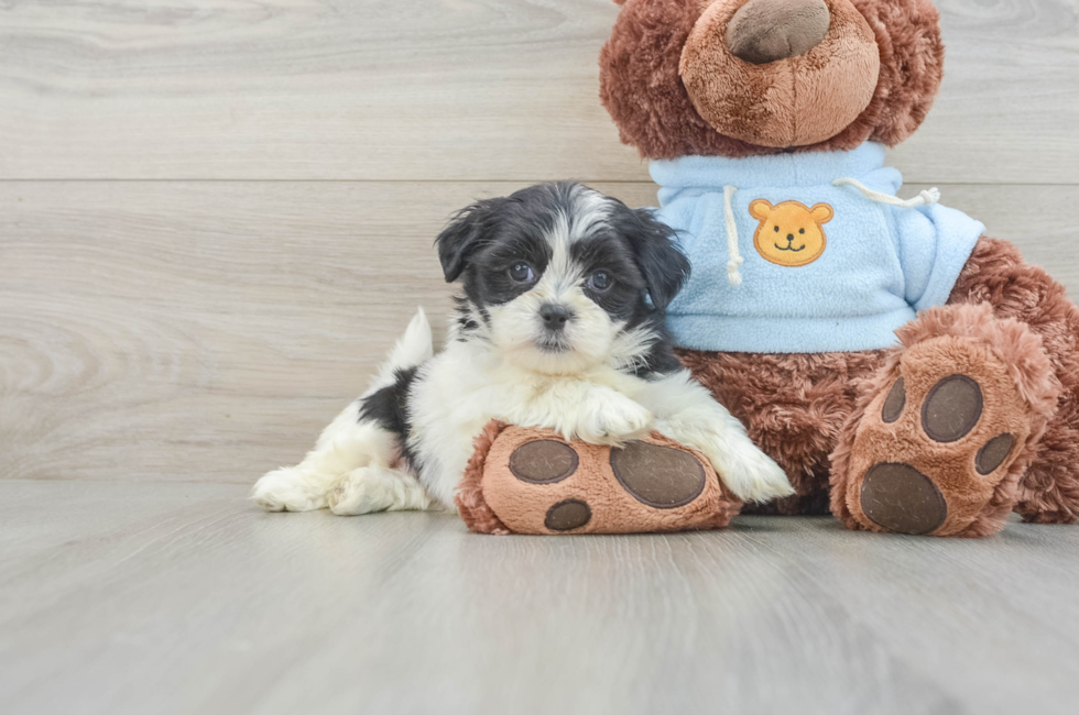 8 week old Teddy Bear Puppy For Sale - Seaside Pups