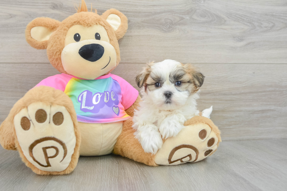 Popular Teddy Bear Designer Pup