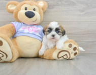 6 week old Teddy Bear Puppy For Sale - Seaside Pups