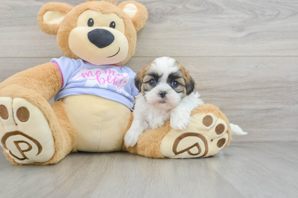 6 week old Teddy Bear Puppy For Sale - Seaside Pups