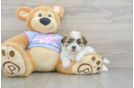 Best Teddy Bear Baby