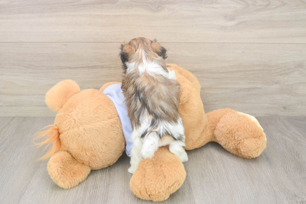 Teddy Bear Pup Being Cute