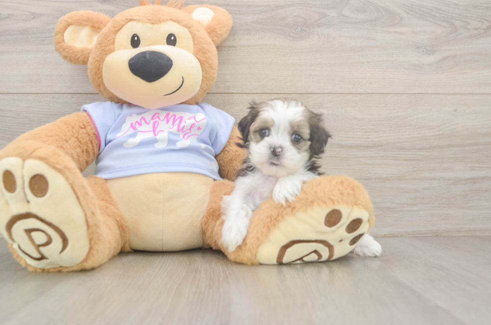 6 week old Teddy Bear Puppy For Sale - Seaside Pups