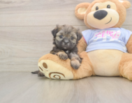 6 week old Teddy Bear Puppy For Sale - Seaside Pups