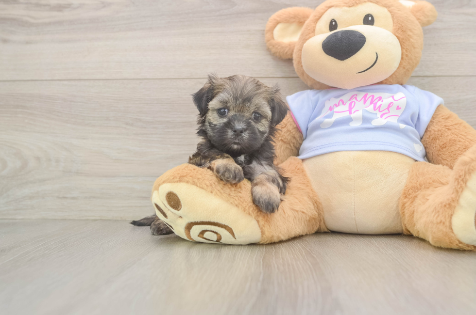 6 week old Teddy Bear Puppy For Sale - Seaside Pups