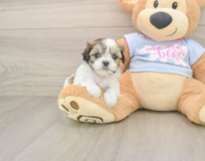 9 week old Teddy Bear Puppy For Sale - Seaside Pups