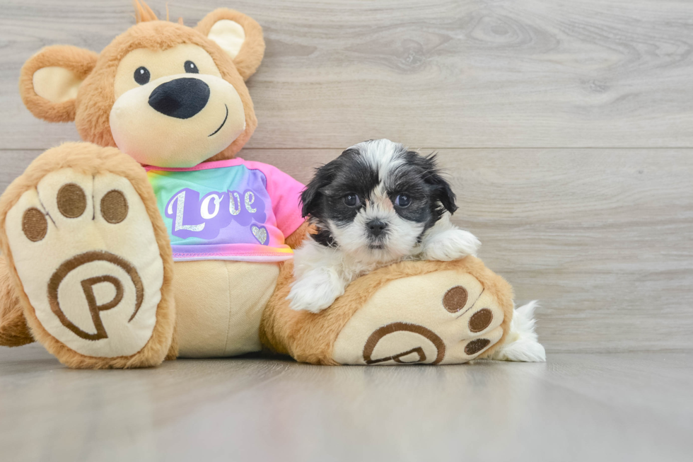 Teddy Bear Puppy for Adoption