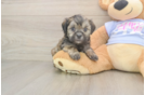 Sweet Teddy Bear Baby