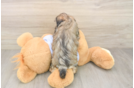 Teddy Bear Puppy for Adoption