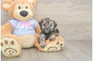Teddy Bear Puppy for Adoption