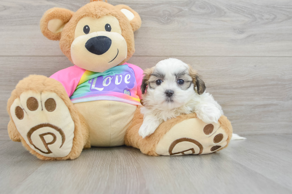 Teddy Bear Puppy for Adoption