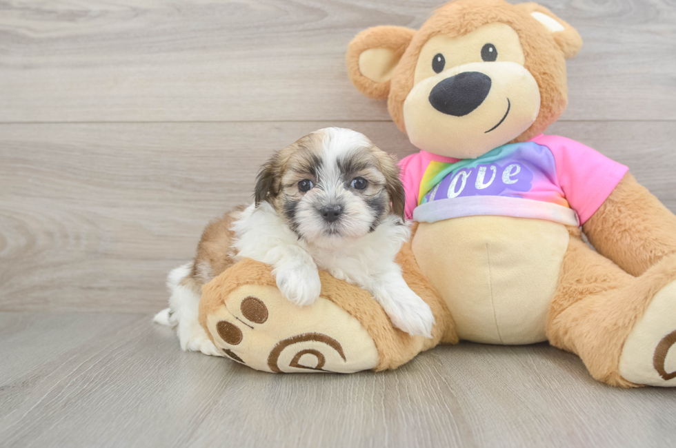 6 week old Teddy Bear Puppy For Sale - Seaside Pups