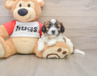 8 week old Teddy Bear Puppy For Sale - Seaside Pups