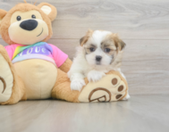 7 week old Teddy Bear Puppy For Sale - Seaside Pups