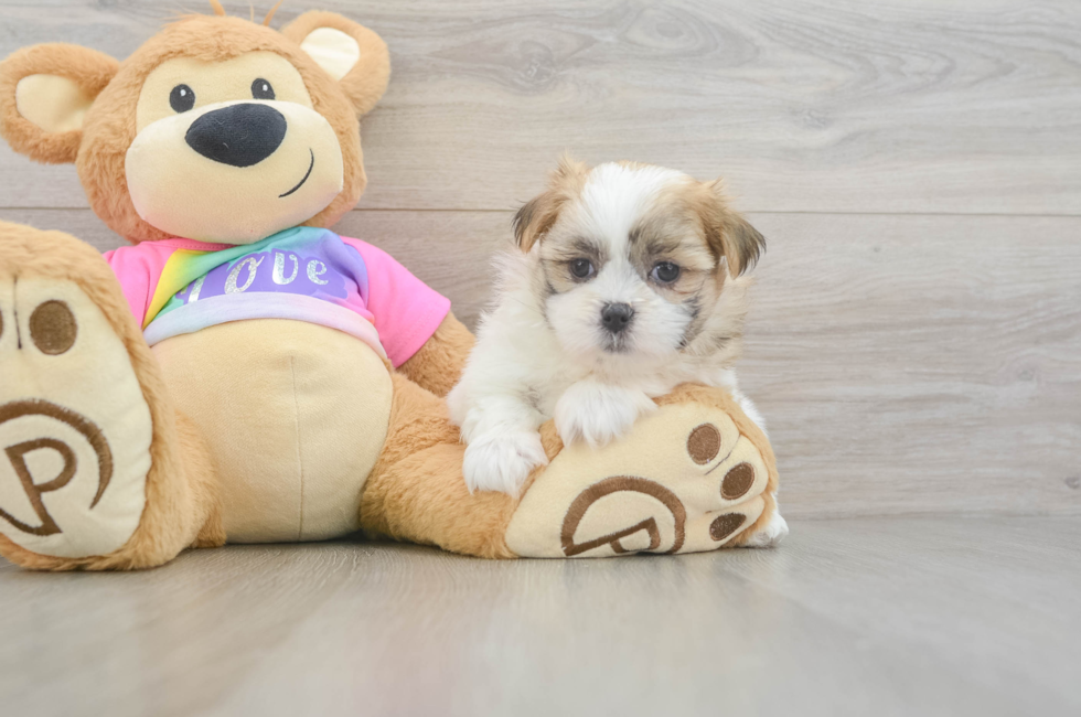 6 week old Teddy Bear Puppy For Sale - Seaside Pups