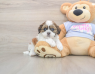 8 week old Teddy Bear Puppy For Sale - Seaside Pups